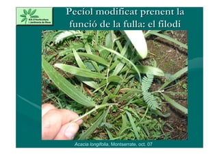 Pecíol modificat prenent la
 funció de la fulla: el filodi




  Acacia longifolia, Montserrate, oct. 07
 