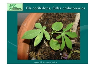 Els cotilèdons, fulles embrionàries




    agost 07, Ipomoea indica
 