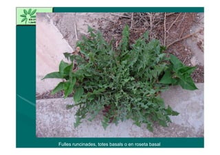 Fulles runcinades, totes basals o en roseta basal
 