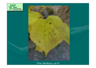 Til·ler, Montbrony, nov 07
 