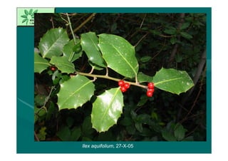 Ilex aquifolium, 27-X-05
 