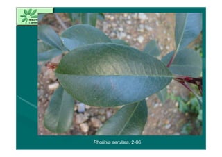 Photinia serulata, 2-06
 
