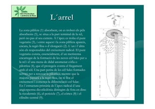 L´arrel
La zona pilifera (1) absorbent, on es troben els pèls
absorbents (5), se situa a la part terminal de la rel,
però no pas al seu extrem. A l´àpex es troba el punt
vegetatiu (3), i entre aquest i la zona pilífera apareix,
encara, la regió llisa o d´elongació (2). L´un i l´altra
són els responsables del creixement radical. El punt
vegetatiu consta, essencialment, d´un meristema
encarregat de la formació de les noves cèl·lules per a
la rel i d´una mena de didal anomenat còfia o
pilorriza (4), que el protegeix contra el fregament
amb el sòl. Una part petita de les cèl·lules formades
servirà per a renovar la pilorriza, mentre que la
majoria passarà a la regió llisa, on té lloc el
creixement i comença la diferenciació cel·lular.
En l´estructura primària de l´àpex radical d´una
angiosperma dicotiledònia distingim de fora en dins:
la rizodermis (6), el pericicle (7), el còrtex (8) i el
cilindre central (9).
 