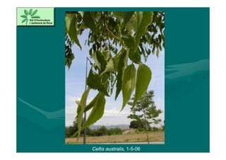 Celtis australis, 1-5-06
 