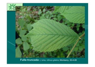 Fulla truncada: L´oma, Ulmus glabra, Montseny, 30-4-06
 