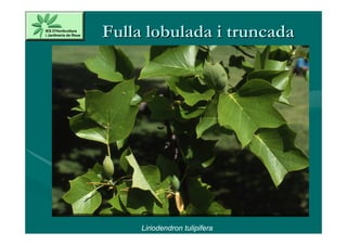 Fulla lobulada i truncada




     Liriodendron tulipifera
 