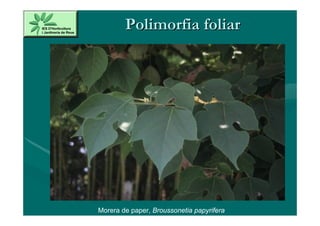 Polimorfia foliar




Morera de paper, Broussonetia papyrifera
 