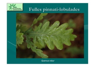 Fulles pinnati-lobulades




     Quercus robur
 