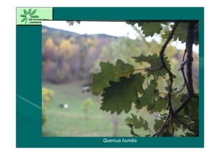 Quercus humilis
 