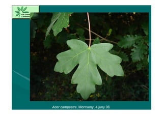 Acer campestre, Montseny, 4 juny 06
 