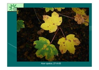 Acer opalus, 27-X-05
 