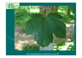 Acer pseudoplatanus, Montseny 4 juny 06
 