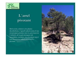 L´arrel
            pivotant

Molt sovint, sobretot a les plantes
dicotiledònies, l´aparell radical consta d´una
rel principal, primària (això és, provinent de
l´embrió), de la qual arrenquen rels
secundàries, terciàries, etc; el conjunt rep el
nom de sistema radical axonomorf o
pivotant.
 