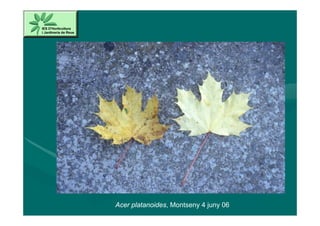 Acer platanoides, Montseny 4 juny 06
 