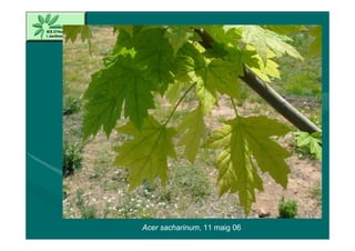 Acer sacharinum, 11 maig 06
 