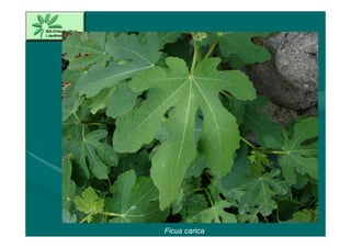 Ficus carica
 