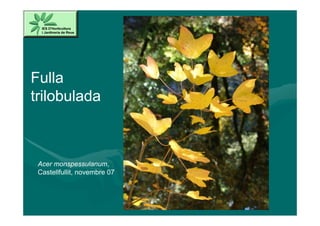 Fulla
trilobulada



 Acer monspessulanum,
 Castellfullit, novembre 07
 