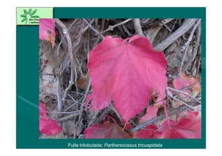 Fulla trilobulada: Parthenocissus tricuspidata
 