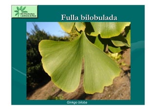 Fulla bilobulada




 Ginkgo biloba
 