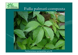Fulla palmati-composta




Parthenocissus quinquefolia, juny 05
 