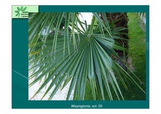 Wasingtonia, oct. 05
 