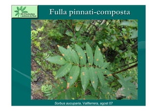 Fulla pinnati-composta




 Sorbus aucuparia, Vallferrera, agost 07
 