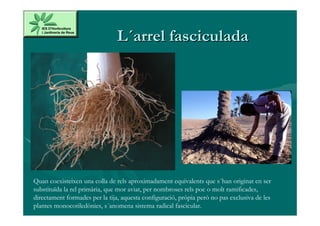 L´arrel fasciculada




Quan coexisteixen una colla de rels aproximadament equivalents que s´han originat en ser
substituïda la rel primària, que mor aviat, per nombroses rels poc o molt ramificades,
directament formades per la tija, aquesta configuració, pròpia però no pas exclusiva de les
plantes monocotiledònies, s´anomena sistema radical fascicular.
 