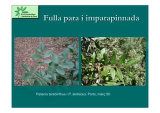Fulla para i imparapinnada




Pistacia terebinthus i P. lentiscus, Ports, març 06
 