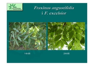 Fraxinus angustifolia
             i F. excelsior




1-6-05                  2-6-05
 