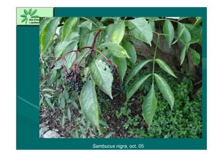 Sambucus nigra, oct. 05
 