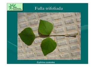 Fulla trifoliada




 Erythrina coraloides
 