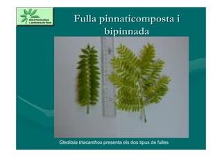 Fulla pinnaticomposta i
              bipinnada




Gleditsia triacanthos presenta els dos tipus de fulles
 