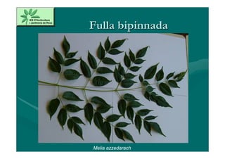 Fulla bipinnada




Melia azzedarach
 