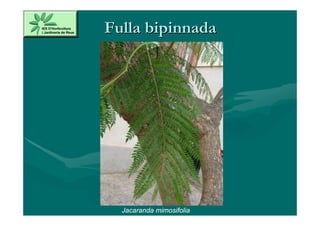 Fulla bipinnada




  Jacaranda mimosifolia
 