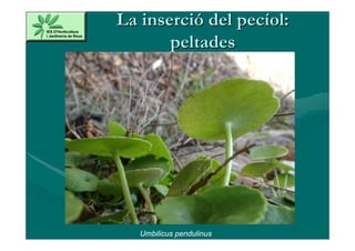 La inserció del pecíol:
       peltades




   Umbilicus pendulinus
 