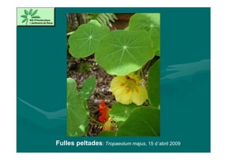 Fulles peltades: Tropaeolum majus, 15 d´abril 2009
 
