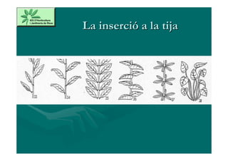 La inserció a la tija
 