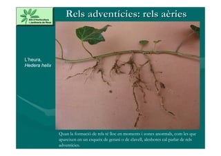 Rels adventícies: rels aèries



L’heura,
Hedera helix




               Quan la formació de rels té lloc en moments i zones anormals, com les que
               apareixen en un esqueix de gerani o de clavell, aleshores cal parlar de rels
               adventícies.
 