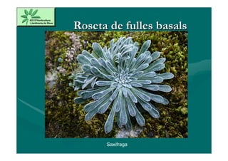 Roseta de fulles basals




      Saxifraga
 