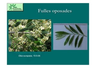 Fulles oposades




Olea eurapaea, 15-5-06
 