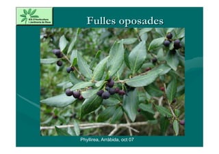 Fulles oposades




Phyllirea, Arràbida, oct 07
 