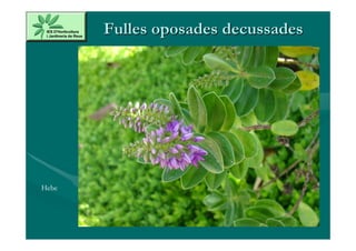 Fulles oposades decussades




Hebe
 