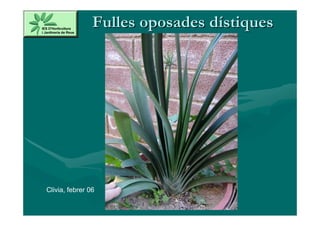 Fulles oposades dístiques




Clivia, febrer 06
 