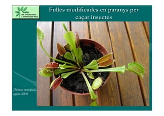 Fulles modificades en paranys per
                              caçar insectes




Dionoea muscipula,
agost 2008
 