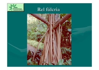 Rel fúlcria
 