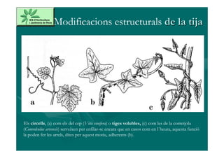 Modificacions estructurals de la tija




Els circells, (a) com els del cep (Vitis vinifera) o tiges volubles, (c) com les de la corretjola
(Convolvulus arvensis) serveixen per enfilar-se encara que en casos com en l´heura, aquesta funció
la poden fer les arrels, dites per aquest motiu, adherents (b).
 