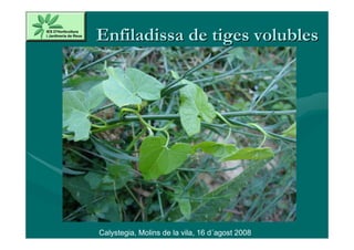 Enfiladissa de tiges volubles




Calystegia, Molins de la vila, 16 d´agost 2008
 