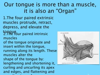 Our tongue is more than a muscle,
it is also an “Organ”
14
1.The four paired extrinsic
muscles protrude, retract,
depress, and elevate the
tongue.
2.The four paired intrinsic
muscles
of the tongue originate and
insert within the tongue,
running along its length. These
muscles alter the
shape of the tongue by:
lengthening and shortening it,
curling and uncurling its apex
and edges, and ﬂattening and
 