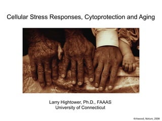 Cellular Stress Responses, Cytoprotection and Aging




              Larry Hightower, Ph.D., FAAAS
                 University of Connecticut

                                              Kirkwood, Nature, 2008
 
