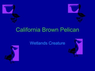 California Brown Pelican Wetlands Creature 